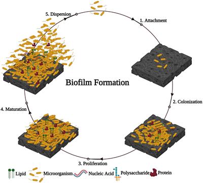 Bacterial Biofilm Inhibition: A Focused Review on Recent Therapeutic Strategies for Combating the Biofilm Mediated Infections